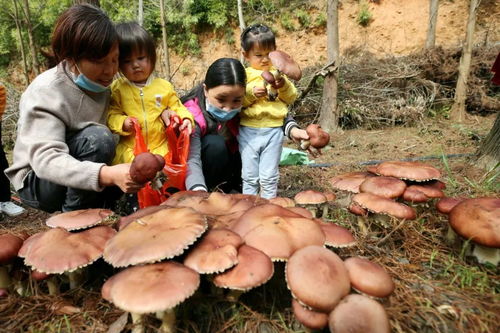 赤菇种植技术揭秘：如何培育出美味又健康的菌类佳品？