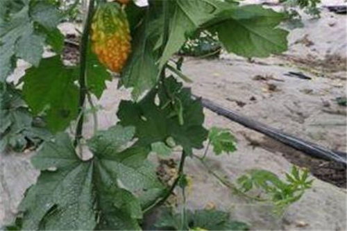 揭秘赖葡萄种植技术：如何培育出优质果实？