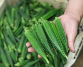 秋葵种植技术揭秘：如何打造高产高效的自然农场？