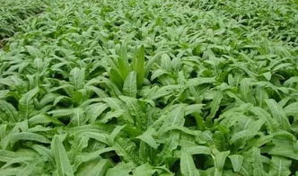 莴苣种植技术揭秘：如何打造高产优质的绿色蔬菜？