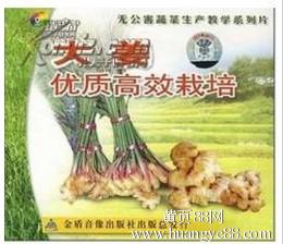 《南方生姜种植技术升级：揭秘高效益的种植之道》