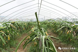 《揭秘火龙果种植秘籍：高效益的绿色农业新宠》