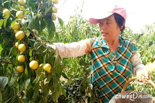 黄精种植：揭秘高效技术与科学管理之道