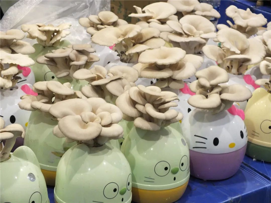 中国名优特农产品_优农食品_农优品食品有限公司