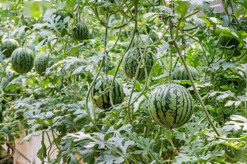 西瓜高产种植新突破：揭秘高效栽培技术革新