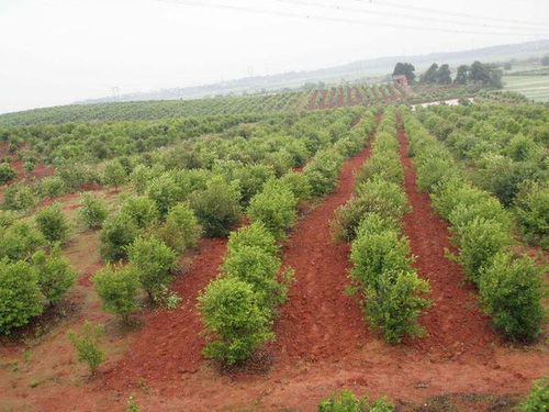 《揭秘山油茶种植：如何提升产量与品质？》