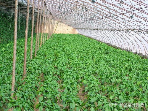 《辣椒大棚种植：揭秘高效益背后的秘密技术》