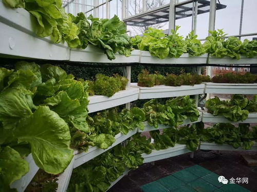 空中种植红薯：农业科技的新突破，未来农业的无限可能？