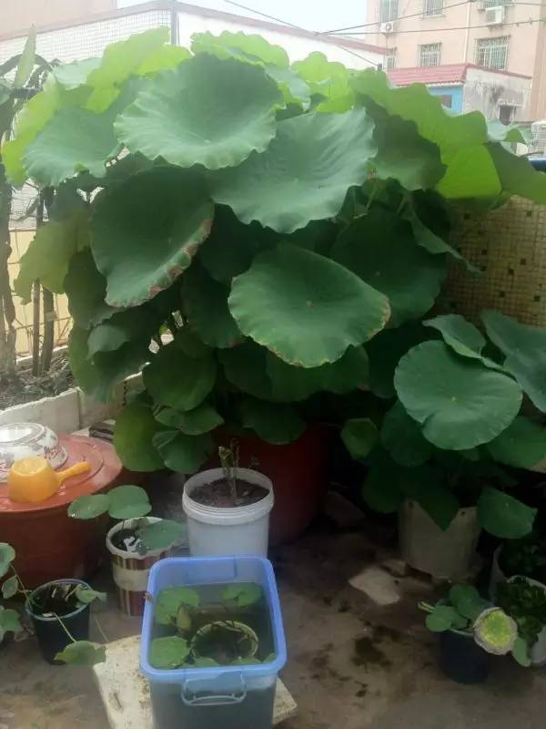 家中莲藕盆栽种植攻略：揭秘绿色家居新时尚