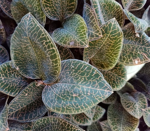 《金线莲种植攻略：揭秘高效培育之道》