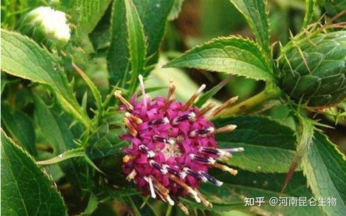 白术种植：揭秘高效益的农业黄金之路