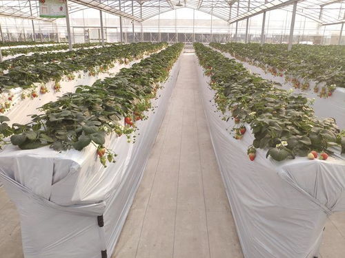 大棚草莓种植：揭秘高效益的秘密武器