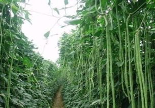 《揭秘高效大棚豆角种植秘籍：如何实现产量翻倍？》