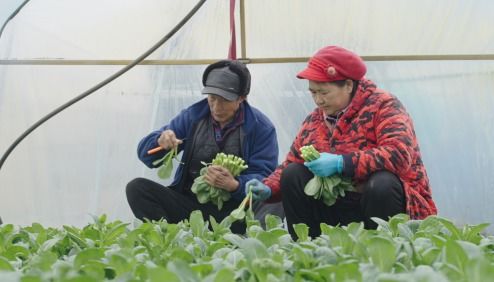 菜心种植技术揭秘：如何打造高产优质菜园？
