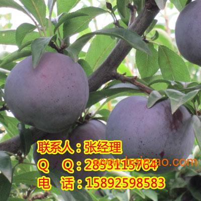 李子种植新革命：揭秘李子种植新技术的五大突破
