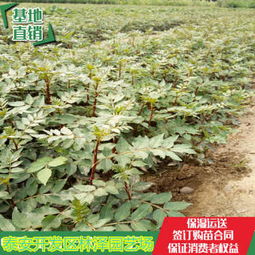 《花椒苗种植攻略：揭秘高效高产的秘密武器》