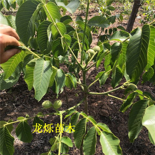 美国山核桃种植：揭秘高效栽培技术，助力产业升级