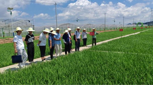 农业种植新技术的春天：揭秘未来农业发展新趋势