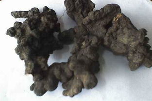 猪苓种植新篇章：揭秘高效益真菌种植技术
