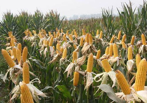 玉米高产种植技术揭秘：如何让你的玉米田亩产翻番？