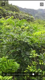 牛大力种植技术揭秘：揭秘高效益作物背后的秘密