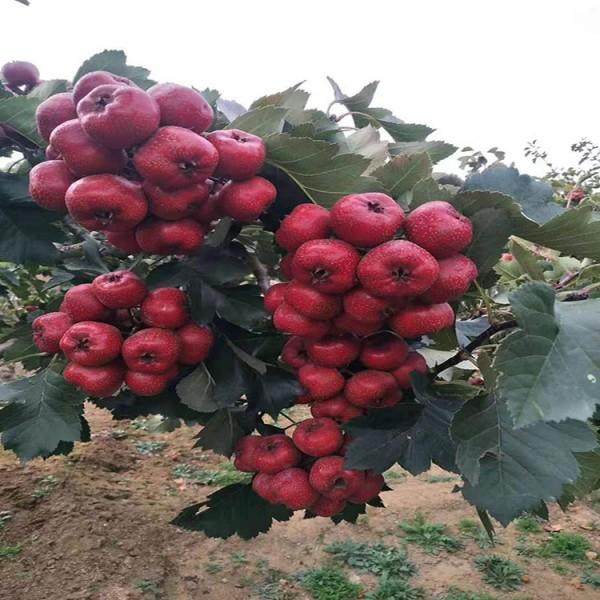 山楂种植新革命：揭秘高效种植技术，让“红果之王”焕发新生