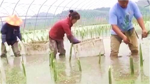 《揭秘茭白种植奥秘：视频教程助您轻松掌握高效种植技术》