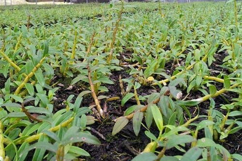 石斛种植新篇章：揭秘高效种植技术与未来市场趋势