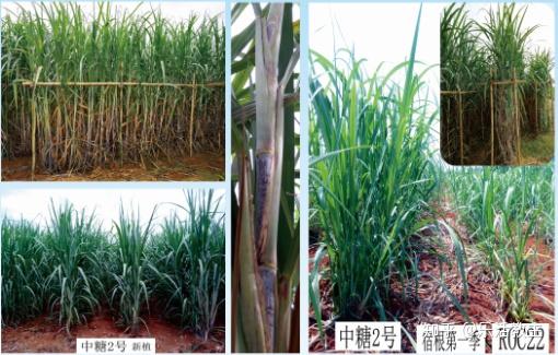 甘蔗种植：揭秘高效高产的秘密武器