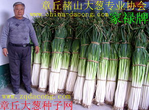 章丘大葱种植技术揭秘：如何让“葱香四溢”？
