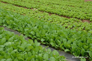 《露天蔬菜种植技术大全：揭秘高效丰收的秘密武器》