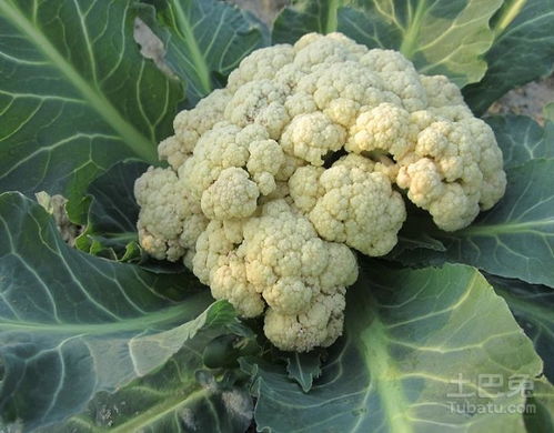 花椰菜种植攻略：如何打造高产优质“白宝石”