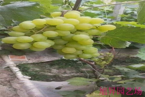 《葡萄苗种植技术揭秘：如何打造高产高品质葡萄园？》