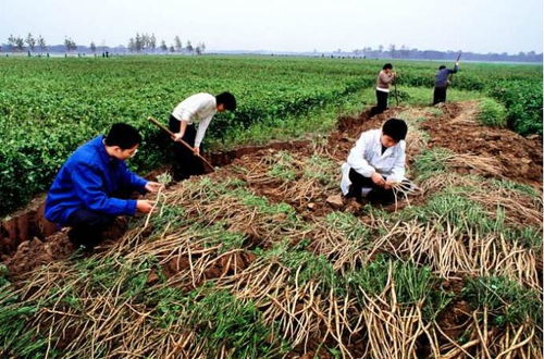 牛膝种植技术解析：如何提高产量与品质？