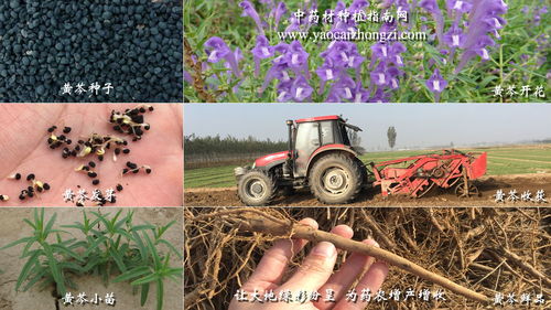 深耕黄芩种植：揭秘高效益的种植技术之路