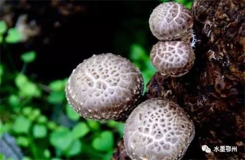 香菇种植革新之路：新技术助力产业升级，效益几何？