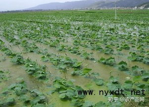 《揭秘连藕种植秘籍：高效益的绿色农业新宠儿》