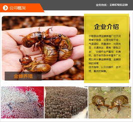 金蝉养殖：揭秘金蝉种植技术的黄金时代