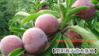 脆红李种植技术揭秘：如何打造优质果品，提升市场竞争力？