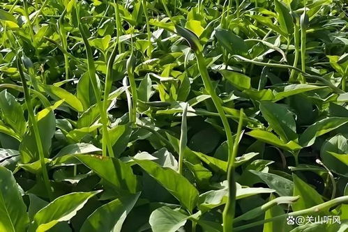 揭秘半夏高产种植技术，助力农业增收新篇章