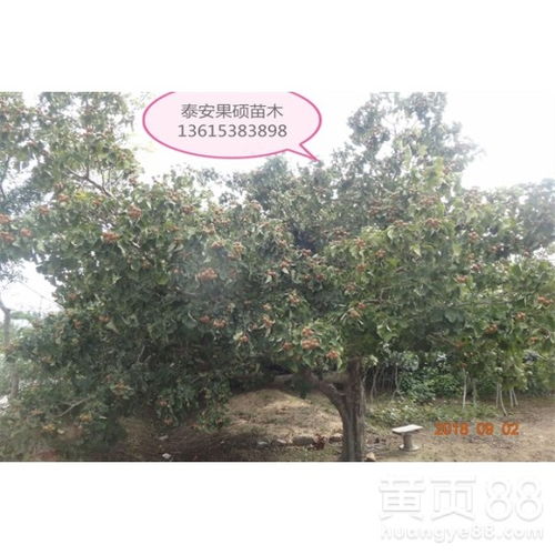 《揭秘大果山楂高效种植技术：如何培育出硕果累累的“红宝石”？》