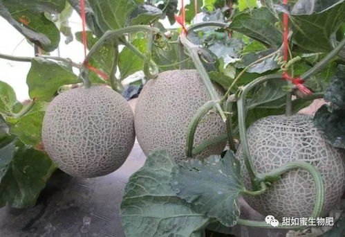 瓜萎种植技术揭秘：如何实现高产高效？