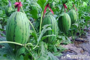 《嫁接西瓜种植：技术革新引领高效农业新潮流？》