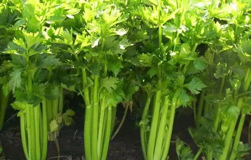 《西芹种植技术解析：揭秘高效益的绿色之路》