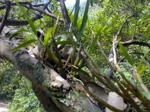 《金钗石斛种植攻略：揭秘高效种植技术，助力产业腾飞》