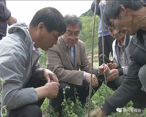 【党参种植大揭秘】党参种植技术视频详解，如何提高产量与品质？