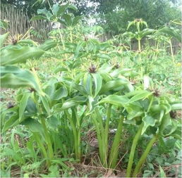 《揭秘重楼种植：一场视觉与知识的盛宴，带你走进重楼种植的奥秘！》