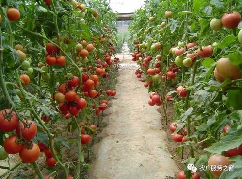 《西红柿种植攻略：揭秘高效益的种植技巧》