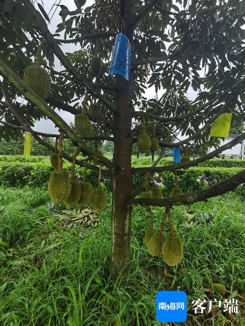 北方榴莲种植：突破地域限制，开启热带果王新篇章