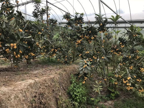 《大棚枇杷种植技术揭秘：如何提升枇杷产量与品质？》